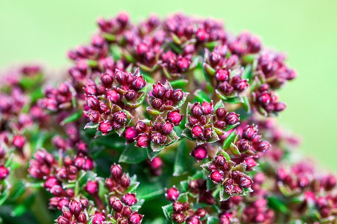 Crassula schmidtii