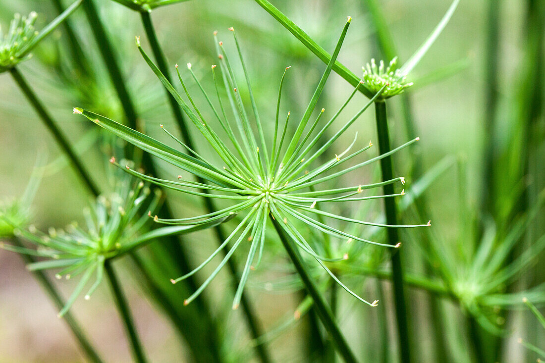 Cyperus haspan