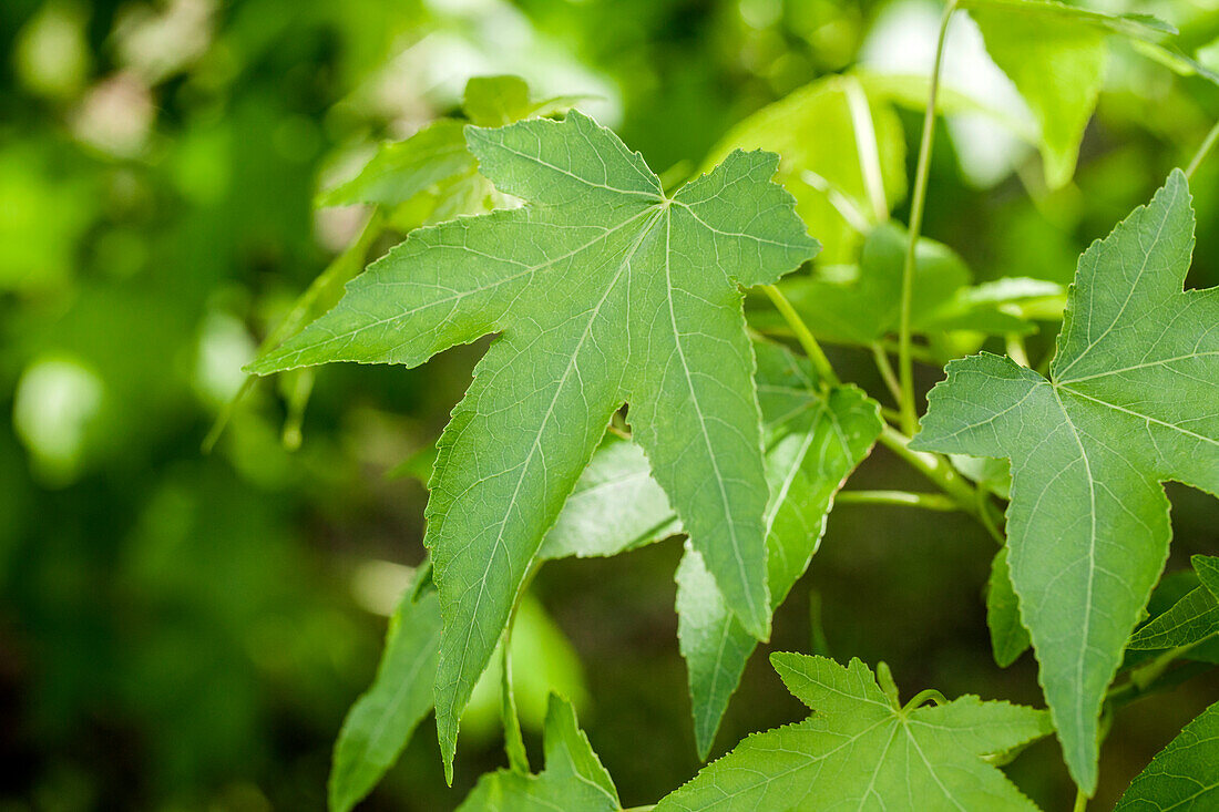 Liquidambar styraciflua