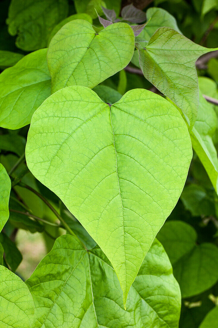 Catalpa bignonioides