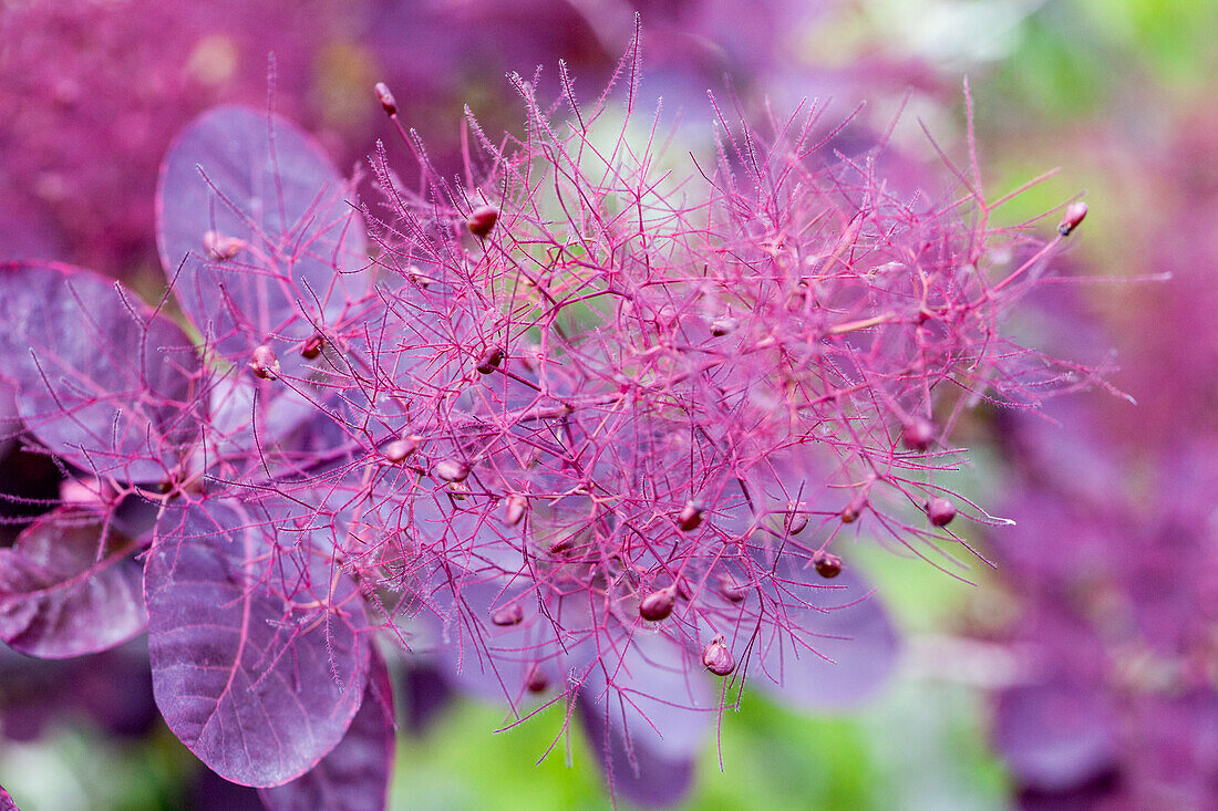 Cotinus coggygria 'Royal Purple'