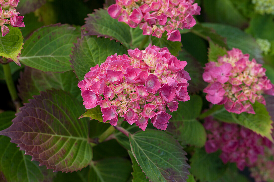 Hydrangea macrophylla, rosarot