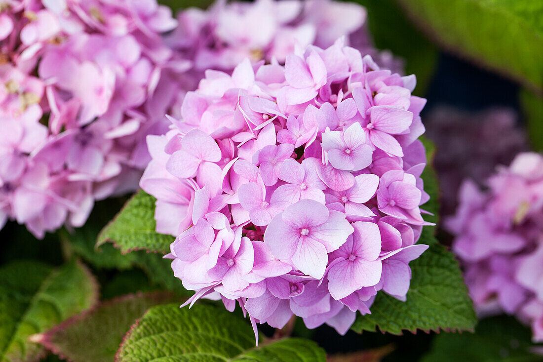 Hydrangea macrophylla, pink