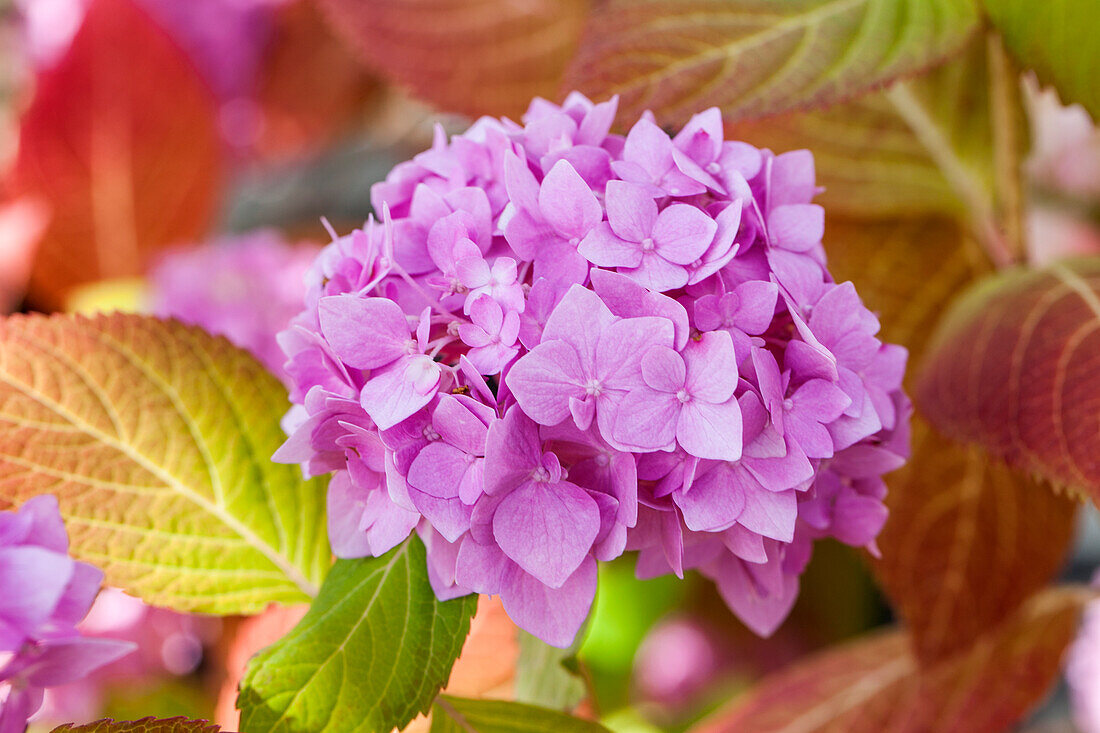 Hydrangea macrophylla, pink