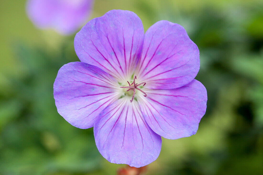 Geranium 'Rozanne'®