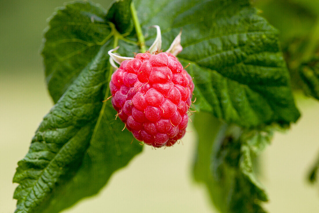 Rubus idaeus 'Malling Promise'