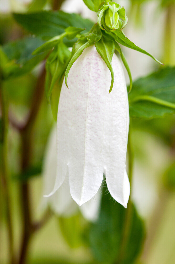 Campanula punctata 'Alba'