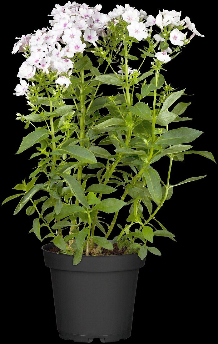 Phlox paniculata