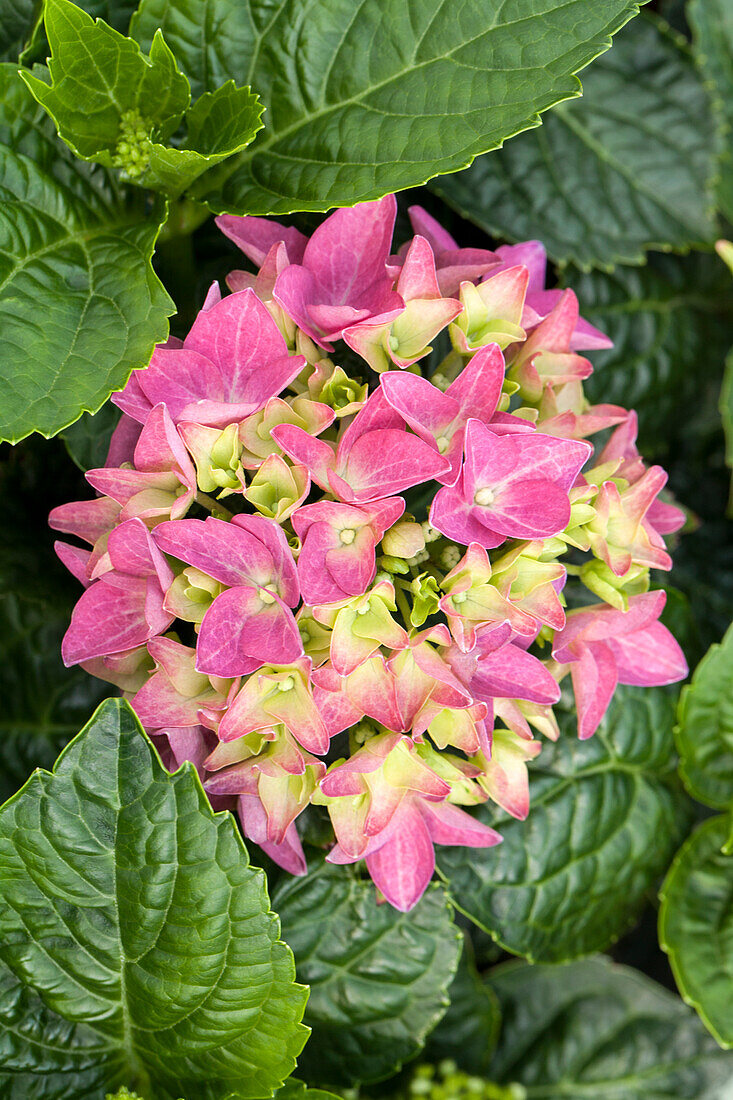 Hydrangea macrophylla 'Hobergine'®