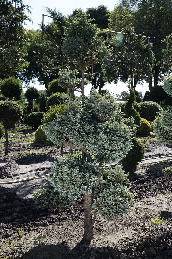 Chamaecyparis pisifera 'Boulevard' Bonsai