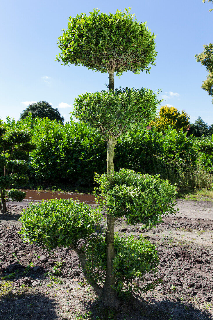 Ilex crenata