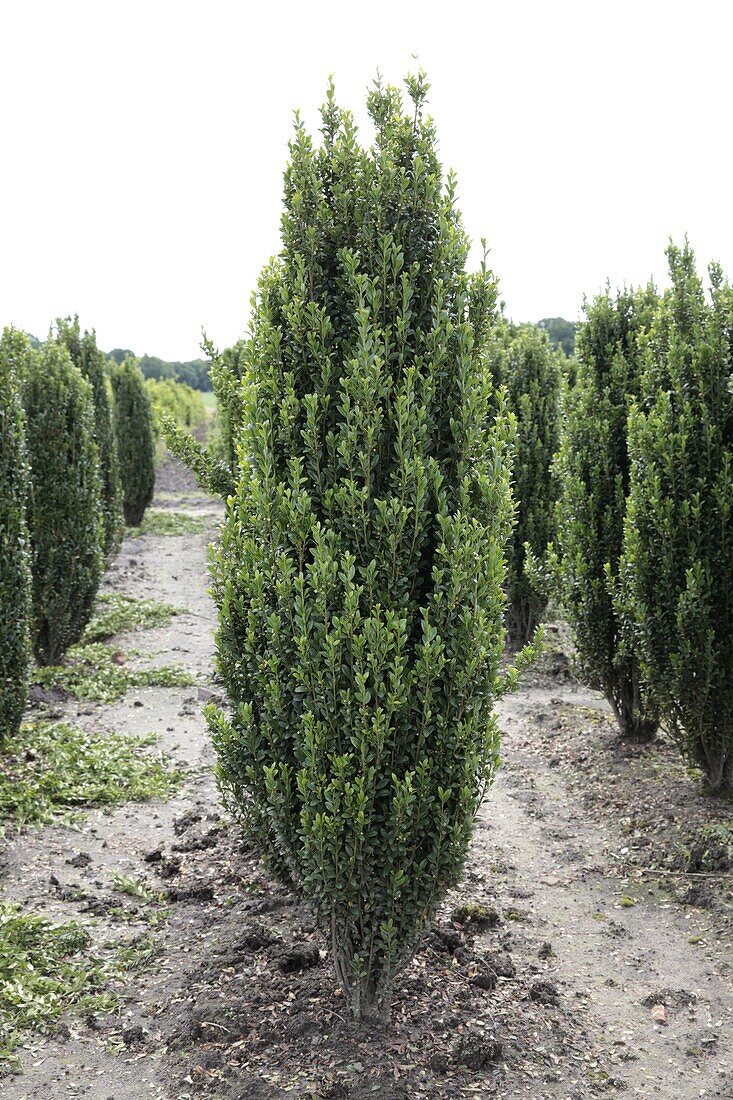 Ilex crenata 'Festigiata