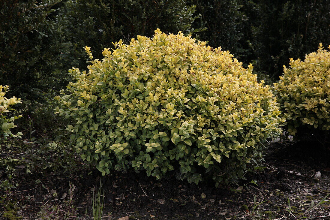 Buxus sempervirens 'Aureovariegata'