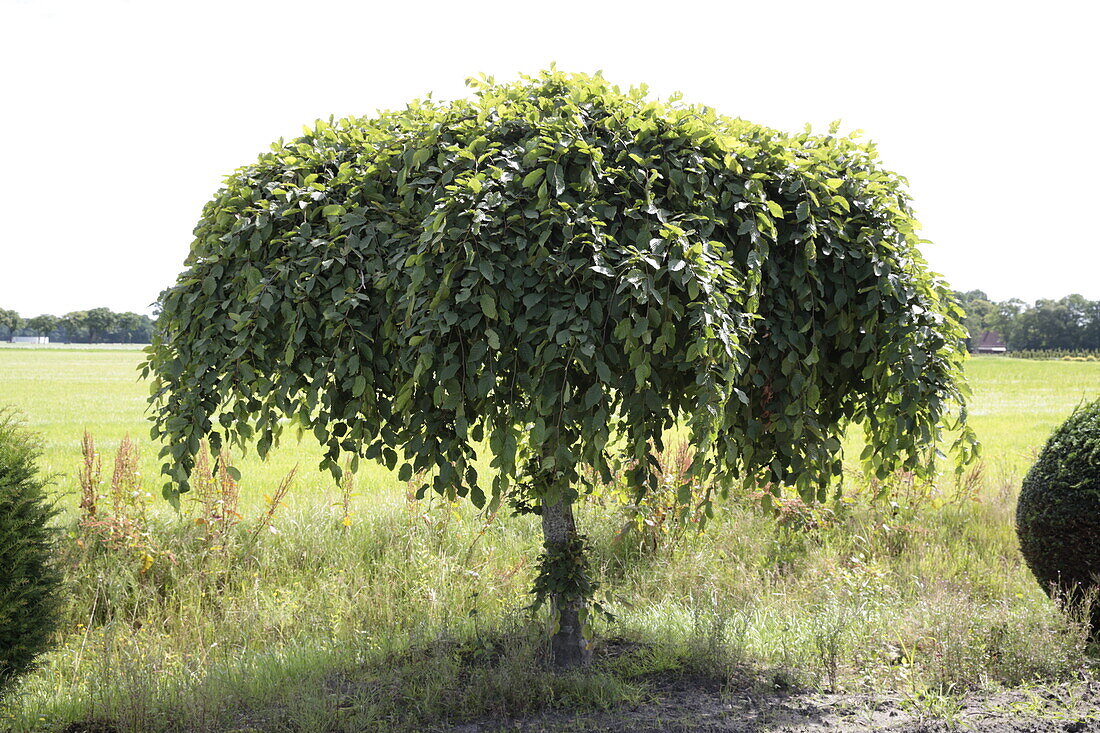 Carpinus betulus 'Pendula', Stamm