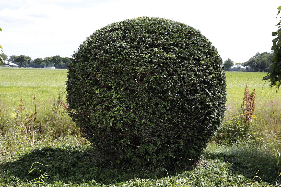 Taxus baccata, Kugel