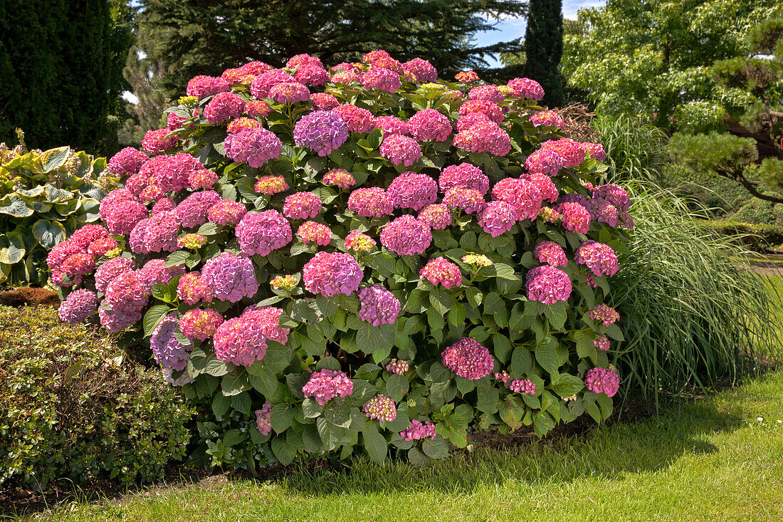 Hydrangea macrophylla