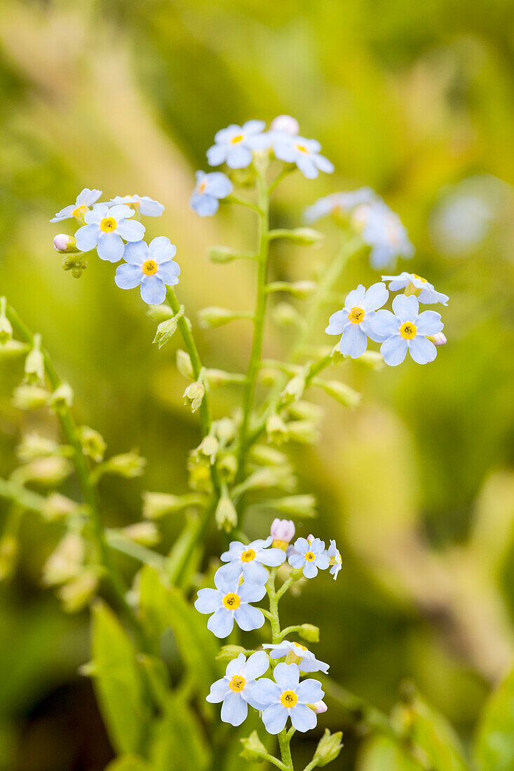 Myosotis scorpioides 'Thüringen' (Thuringia)