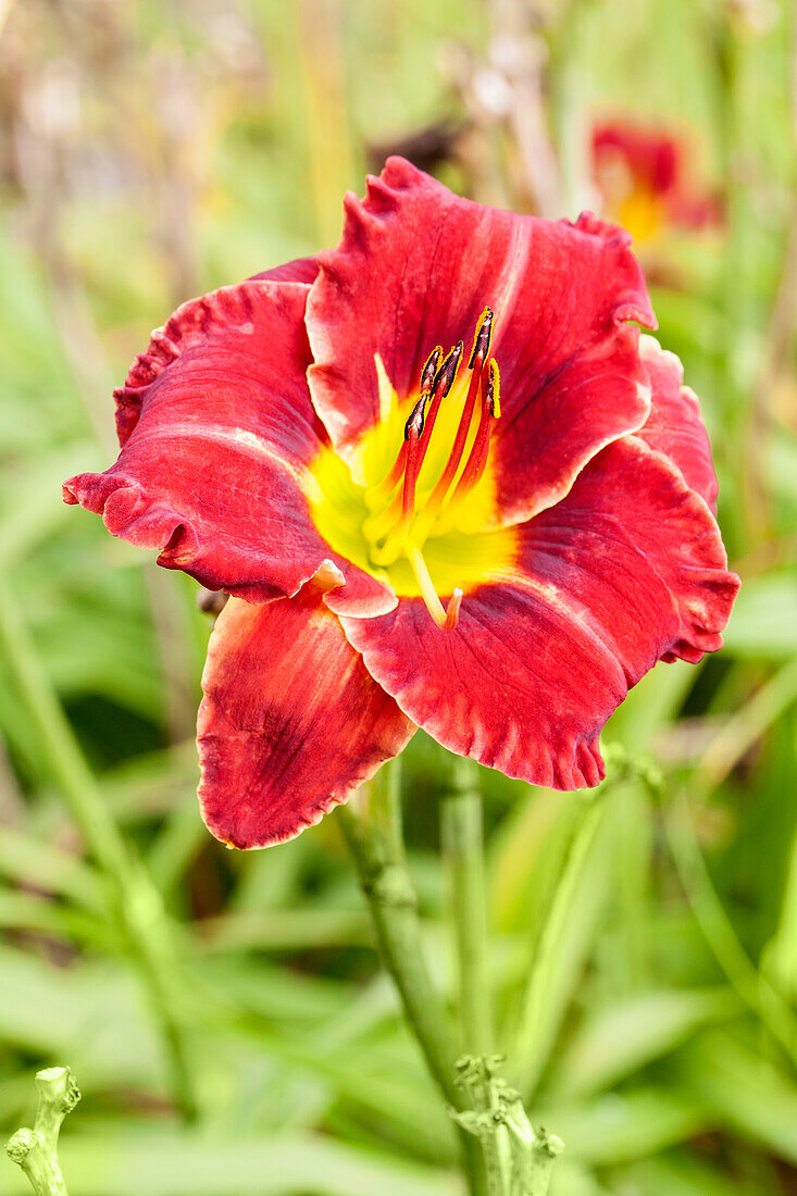 Hemerocallis