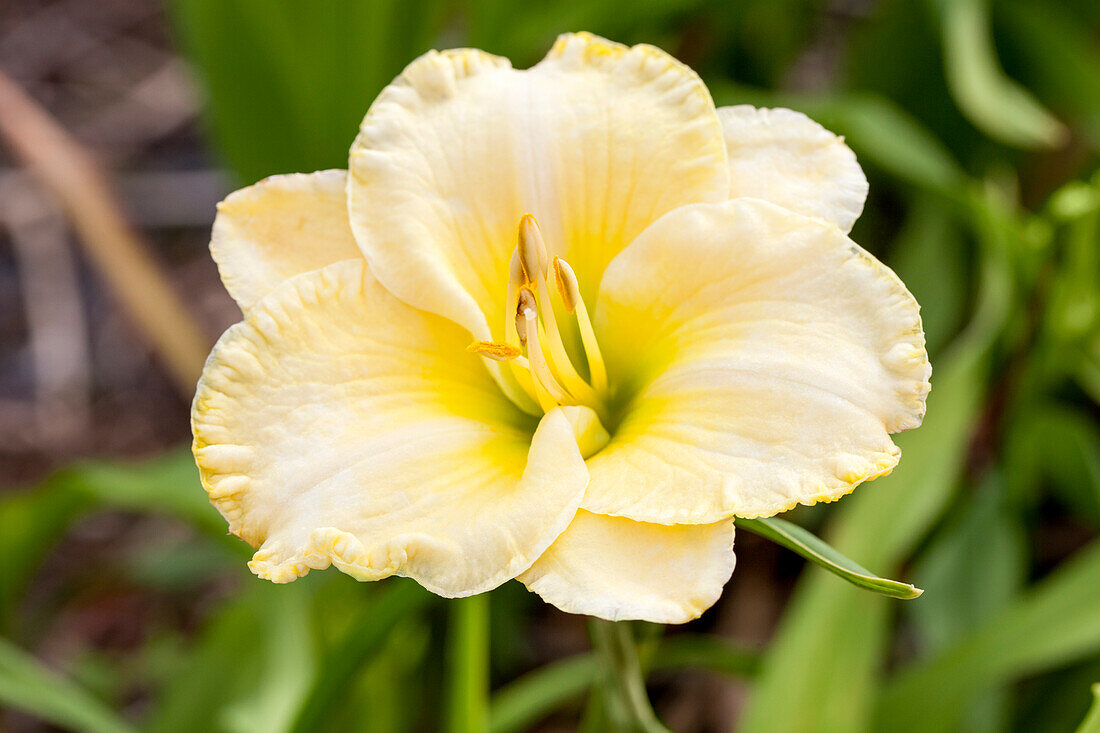 Hemerocallis First Knight