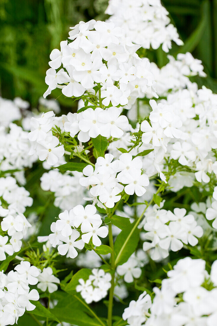 Phlox paniculata, white