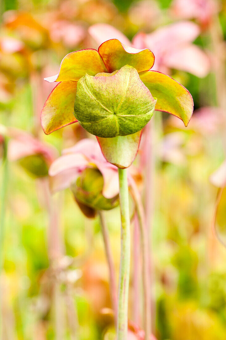 Sarracenia purpurea