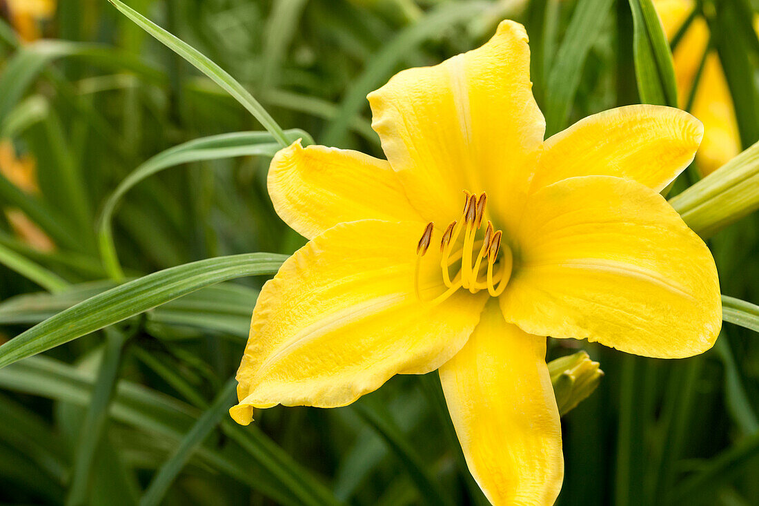 Hemerocallis