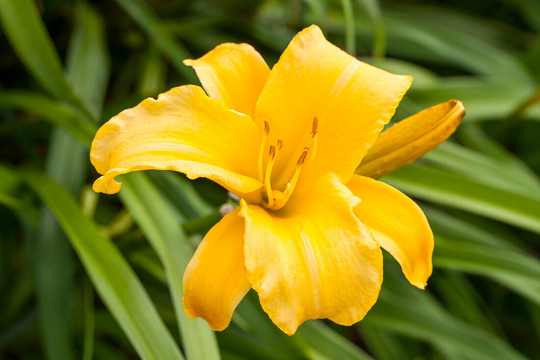 Hemerocallis