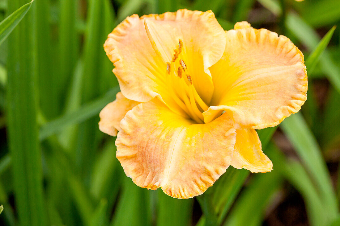 Hemerocallis