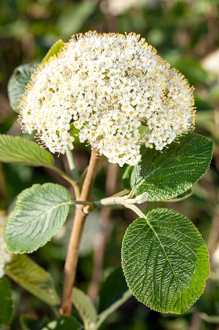 Viburnum