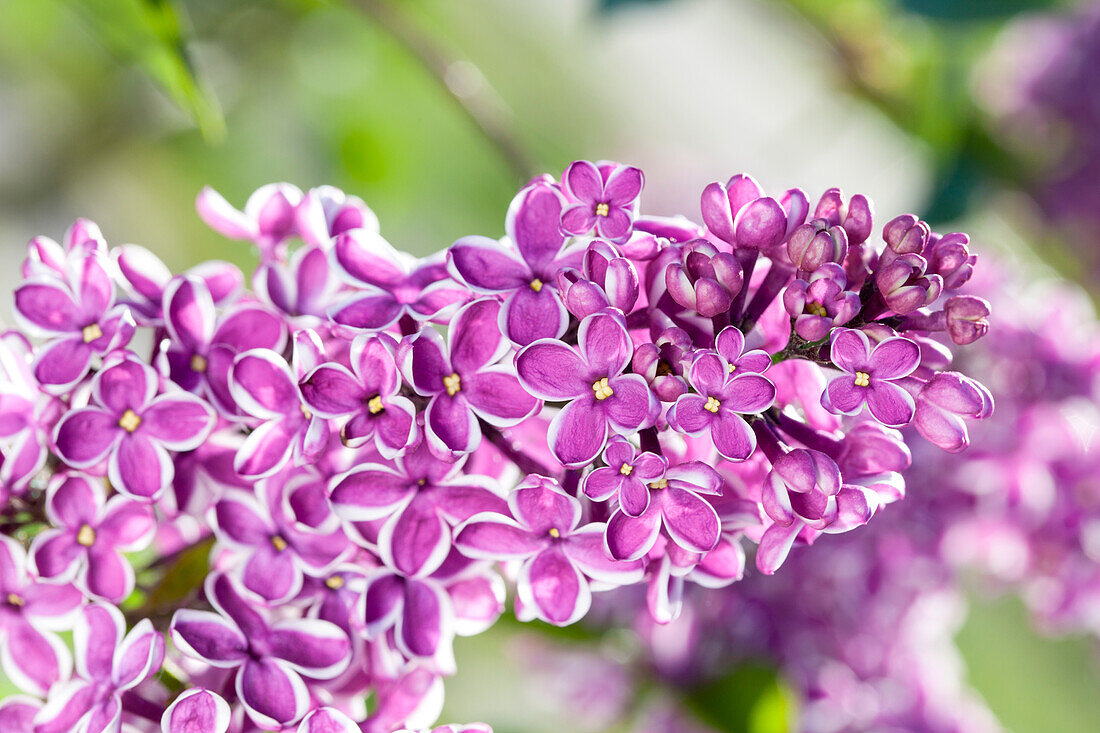 Syringa vulgaris Sensation