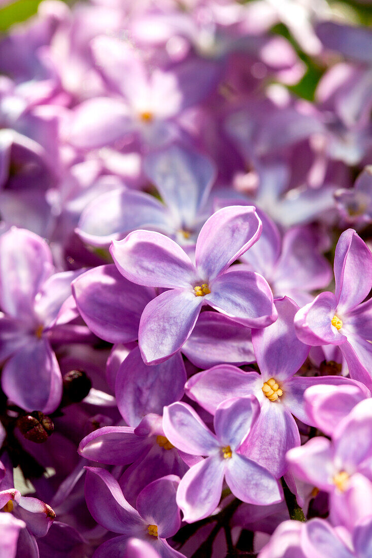 Syringa vulgaris 'Princesse Sturdza'