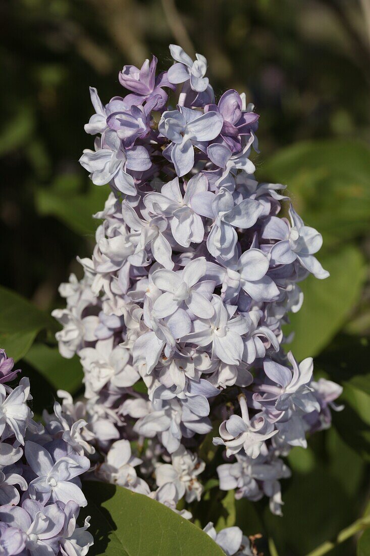 Syringa vulgaris