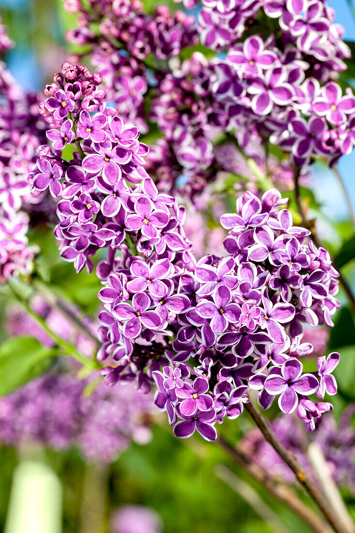 Syringa vulgaris 'Sensation'