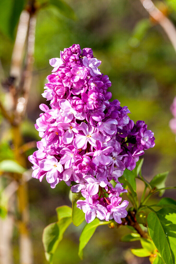 Syringa vulgaris 'Prince Wolkonsky'