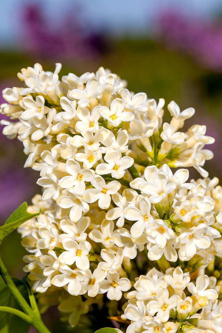 Syringa vulgaris Primrose