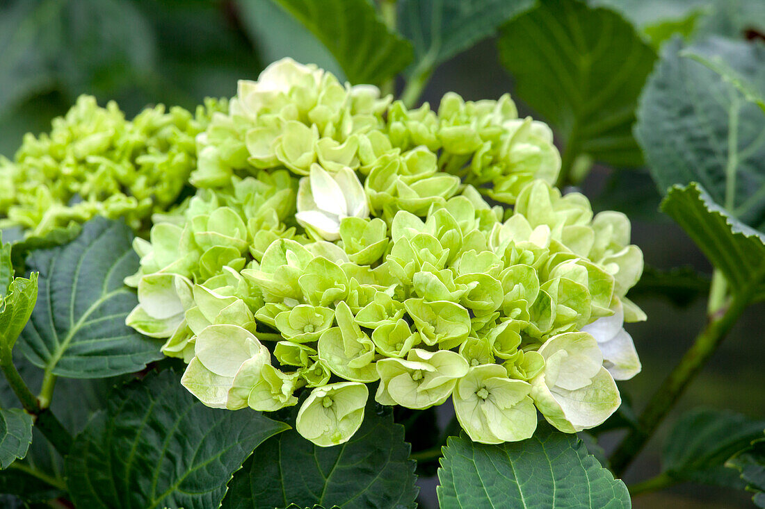 Hydrangea macrophylla 'Wudu'(s)