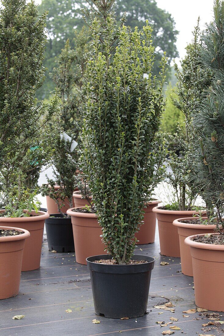 Ilex crenata 'Fastigiata