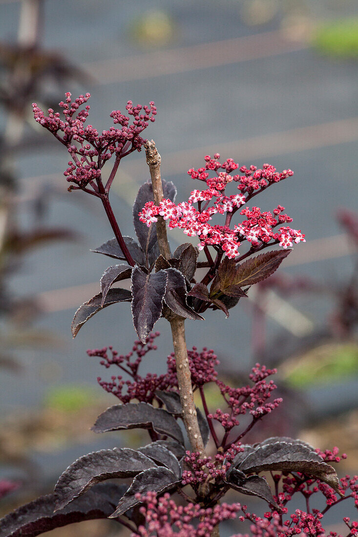 Sambucus nigra 'Black Tower'®