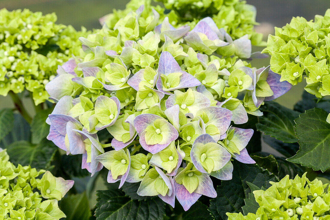 Hydrangea macrophylla 'Bela'