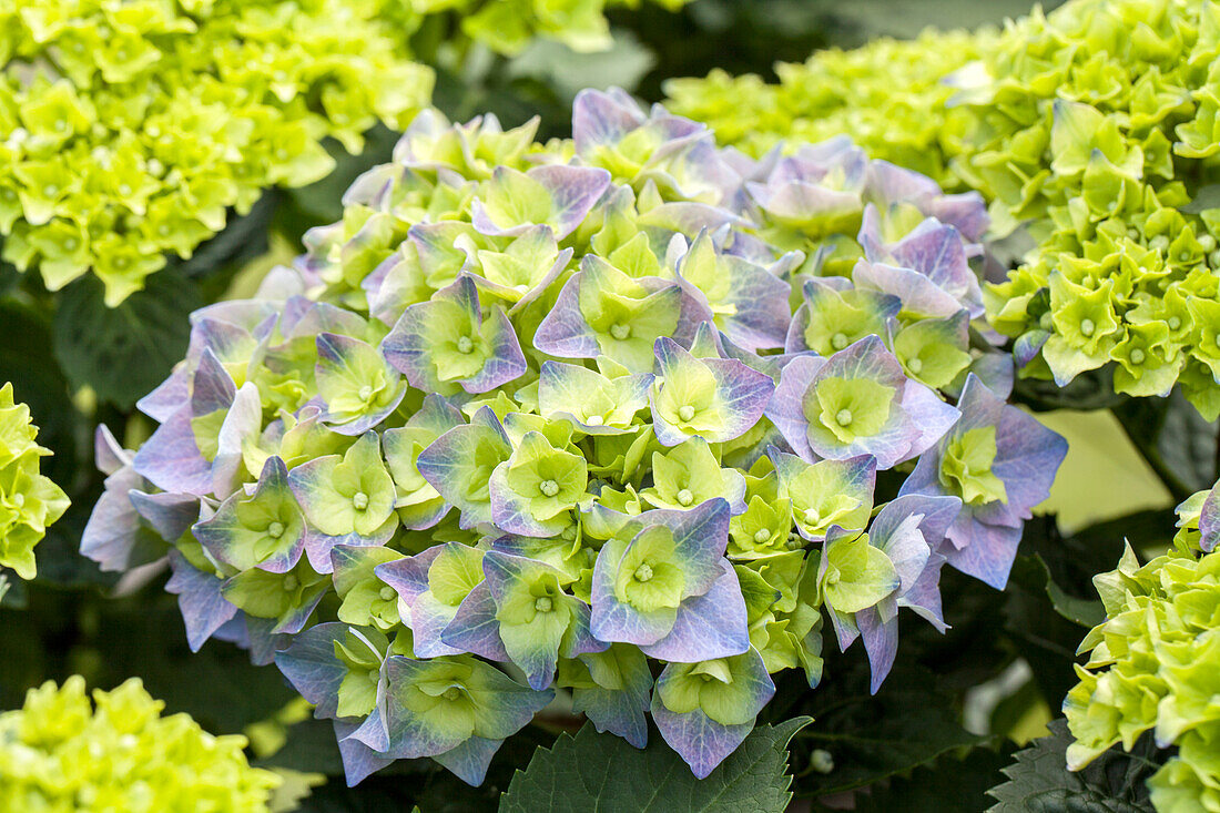 Hydrangea macrophylla 'Bela'(s)