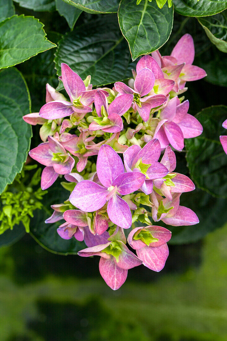 Hydrangea macrophylla 'Hobergine'®