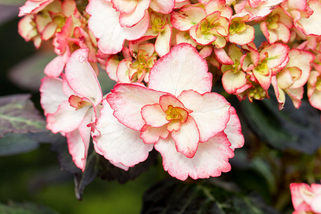 Hydrangea macrophylla 'Miss Saori'