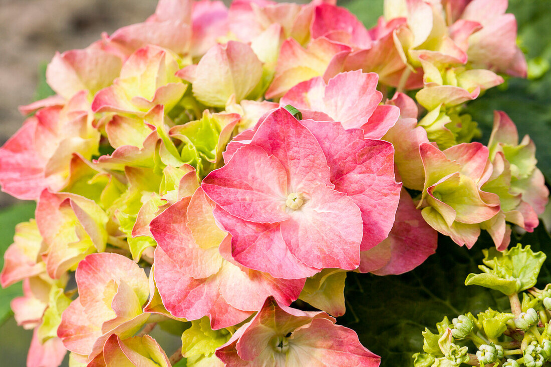 Hydrangea macrophylla 'Messalina'