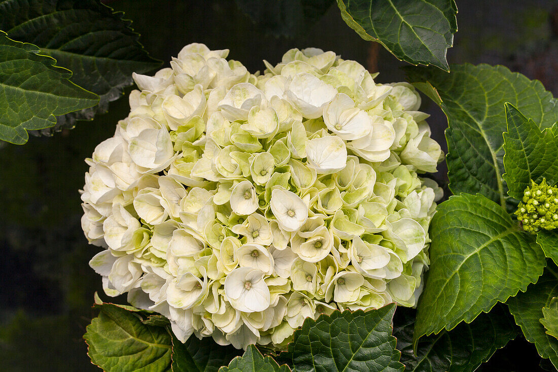 Hydrangea macrophylla 'White Wonder'®