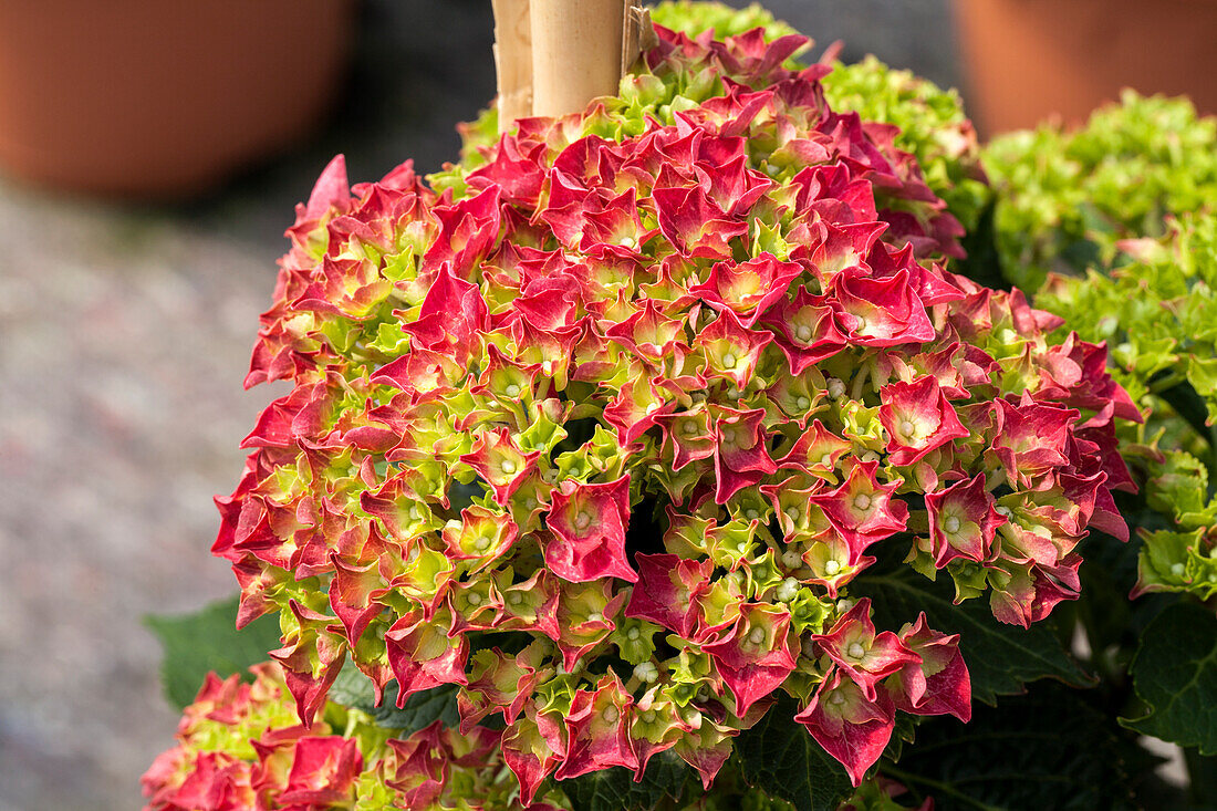 Hydrangea macrophylla Speedy Red