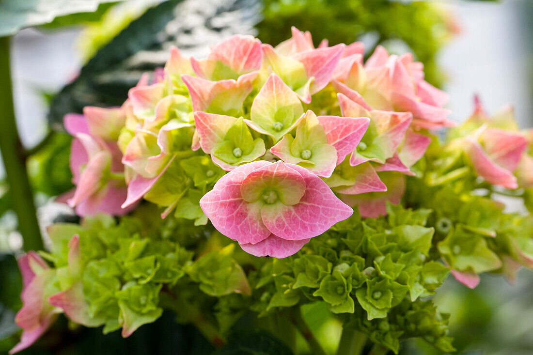 Hydrangea macrophylla