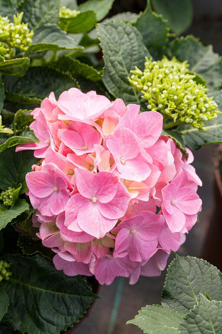 Hydrangea macrophylla, rosa