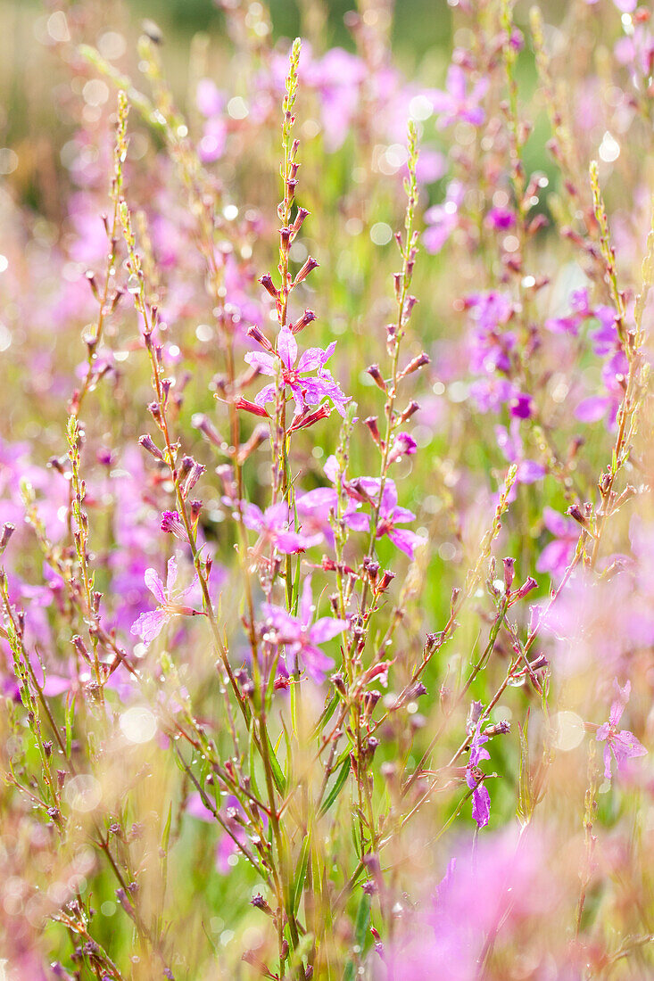 Gaura lindheimeri, pink