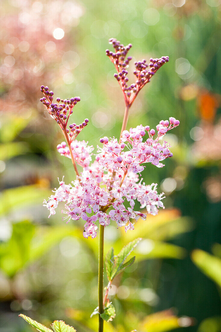 Filipendula rubra 'Venusta