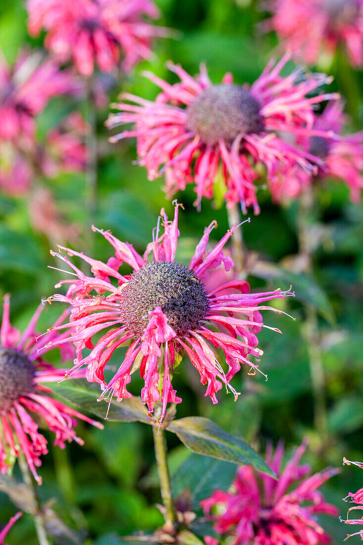 Monarda fistulosa 'Because'